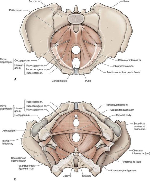 Understanding the Pelvic Floor Muscles in Yoga