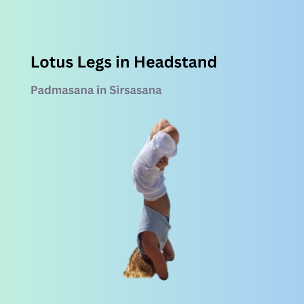 Lotus Legs in Headstand